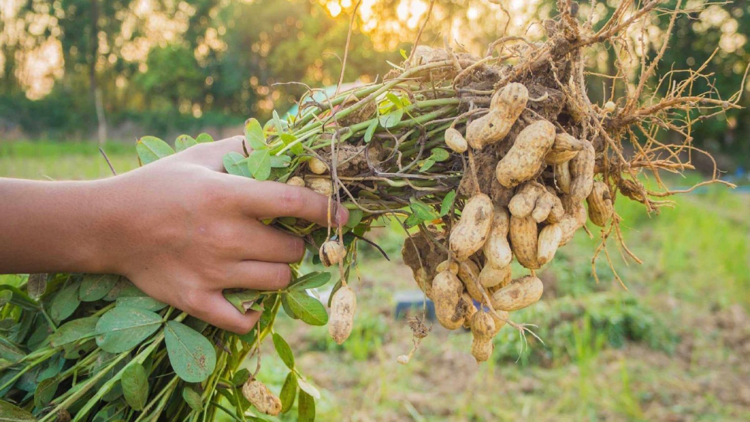 Groundnut Harvesting Khajuriya Agri International